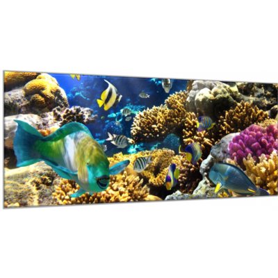 Obraz skleněný mořský svět, ryby a korály - 50 x 100 cm
