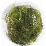 Vesicularia reticulata Erect moss – Zboží Dáma