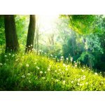 WEBLUX 52445445 Fototapeta papír Spring Nature. Beautiful Landscape. Green Grass and Trees Jarní příroda. Krásná krajina. Zelená tráva a stromy rozměry 254 x 184 cm – Zboží Dáma