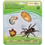 Životní cyklus Brouk Roháč Safari Ltd. – Zboží Dáma