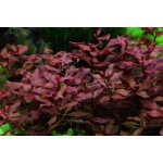 Ludwigia palustris Super Red – Zboží Mobilmania