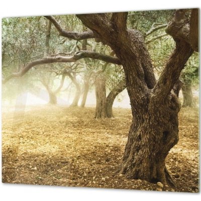Glasdekor Ochranná deska strom olivovník - Ochranná deska: 60x60cm, Lepení na zeď: Bez lepení na zeď – Zboží Mobilmania
