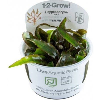 Cryptocoryne nurii – Zboží Dáma