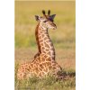 Puzzle DINO Zvířátka Žirafa 54 dílků