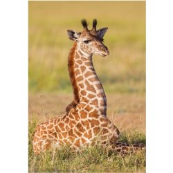 DINO Zvířátka Žirafa 54 dílků