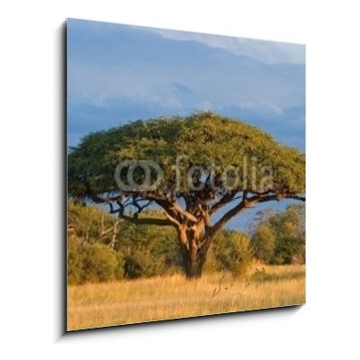 Obraz 1D - 50 x 50 cm - African Acacia tree, Hwange National Park, Zimbabwe Africký strom akácie, národní park Hwange, Zimbabwe – Zboží Mobilmania