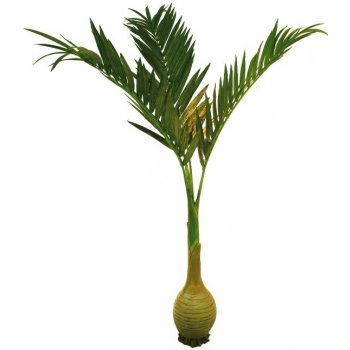 Palma s baňkovým kmenem 300 cm