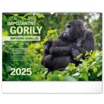 Nástěnný Notique Impozantní gorily 48 x 33 cm 2025 – Hledejceny.cz
