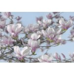Komar 8-738 Fototapeta Magnolia Rozměr 368 x 254 cm – Zboží Mobilmania