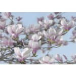 Komar 8-738 Fototapeta Magnolia Rozměr 368 x 254 cm – Zboží Dáma