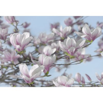 Komar 8-738 Fototapeta Magnolia Rozměr 368 x 254 cm – Zboží Mobilmania