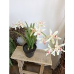 Imitace pokojová rostlina cymbidium – Hledejceny.cz