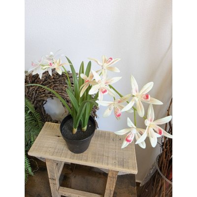 Imitace pokojová rostlina cymbidium – Hledejceny.cz