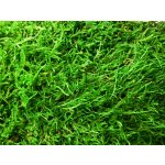Verdissimo Stabilizovaný mech plochý Flattmoss, 0,5kg (0,4 m2) – Sleviste.cz