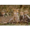 Tapety WEBLUX Samolepka fólie Mother cheetah and her cubs in the savannah. Kenya. Tanzania. Africa. National Park. Serengeti. Maasai Mara. An excellent illustration. - 100367879 145 x 100 cm