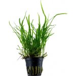 Microsorum pteropus Trident – Zboží Dáma