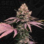T.H. Seeds London Mint Cake semena neobsahují THC 6 ks – Hledejceny.cz