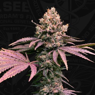T.H. Seeds London Mint Cake semena neobsahují THC 6 ks – Hledejceny.cz