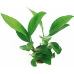 Anubias congensis - Anubis konžský – Zboží Dáma