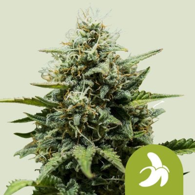 Royal Queen Seeds Fat Banana AUTO semena neobsahují THC 1 ks – Zboží Mobilmania