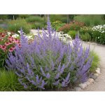 Perovskie dřevinkovitá 'Lacey Blue' – Zboží Dáma