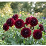 Jiřina 'La Recoleta' 1 ks – Zboží Mobilmania