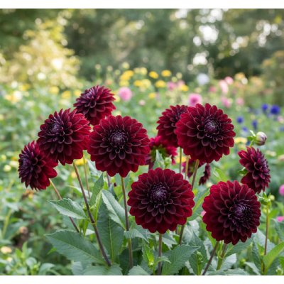 Jiřina 'La Recoleta' 1 ks – Zboží Mobilmania