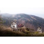 Marp Holistic Krůta & kachna tetrapak 375 g – Sleviste.cz