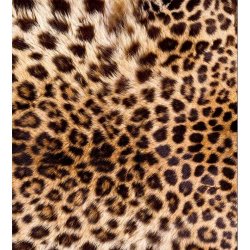 Dimex MS-3-0184 vliesová fototapeta na zeď Leopardí kůže rozměry 225 x 250 cm