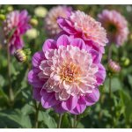 Jiřina 'Take Off' 1 ks – Zboží Mobilmania