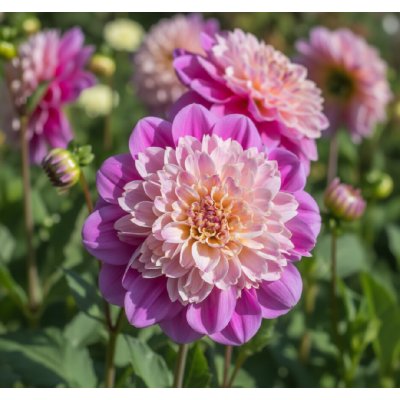 Jiřina 'Take Off' 1 ks – Zboží Mobilmania