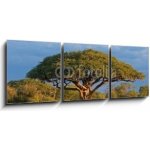 Obraz 3D třídílný - 150 x 50 cm - African Acacia tree, Hwange National Park, Zimbabwe Africký strom akácie, národní park Hwange, Zimbabwe – Zboží Mobilmania