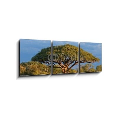 Obraz 3D třídílný - 150 x 50 cm - African Acacia tree, Hwange National Park, Zimbabwe Africký strom akácie, národní park Hwange, Zimbabwe – Zboží Mobilmania