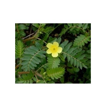 Kotvičník zemní (Tribulus terrestris) semena kotvičníku - 7 ks S0066