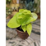 Epipremnum Pinnatum Golden Pothos – Zboží Dáma