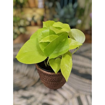 Epipremnum Pinnatum Golden Pothos – Zboží Dáma