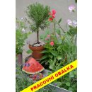 Kniha Zahrádka v květináči pro váš balkon i okenní parapet