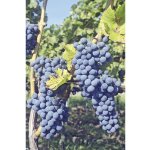 Vinná réva stolní BIO FloraSelf Bio Vitis vinifera 'Regent' květináč 3 l – Sleviste.cz