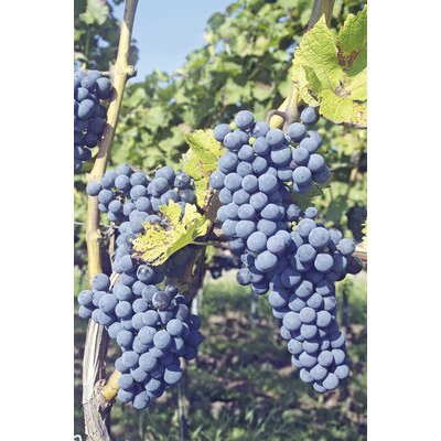 Vinná réva stolní BIO FloraSelf Bio Vitis vinifera 'Regent' květináč 3 l – Sleviste.cz