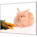 Glasdekor Ochranná deska domácí králíček s mrkví - Ochranná deska: 60x60cm, Lepení na zeď: Bez lepení na zeď – Zboží Mobilmania