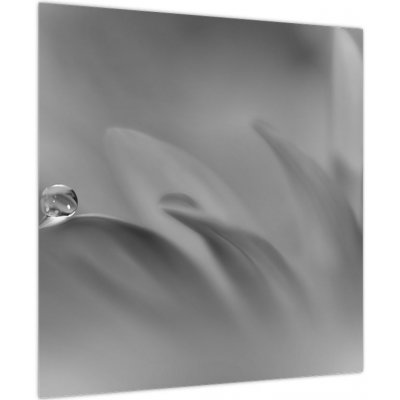 Obraz - Kapka na květu, černobílá, jednodílný 50x50 cm – Hledejceny.cz
