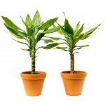 Gardners Dracaena fragrans kmen mix, průměr 12 cm Dracéna vonná, dračinec – Zbozi.Blesk.cz