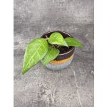 Hoya Verticillata – Hledejceny.cz
