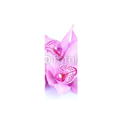 WEBLUX 41582656 Samolepka na lednici fólie beautiful pink orchid against blue background krásná růžová orchidej proti modrému pozadí rozměry 80 x 200 cm