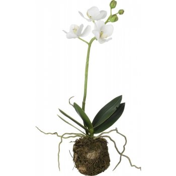 Střední orchidej s kořenovým balem FLORA, bílá