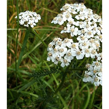 Řebříček obecný bílý - semena - 0,5 gr - Achillea millefolium