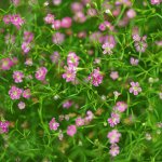 Šáter zední Garden Bride Gypsophila muralis semena šáteru 150 ks – Zboží Dáma