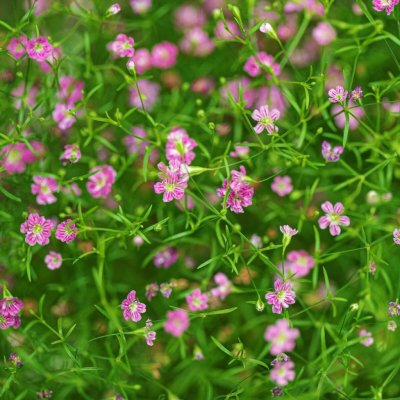 Šáter zední Garden Bride Gypsophila muralis semena šáteru 150 ks – Zboží Dáma