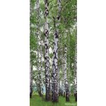 AG Design FTNV-2896 vliesová fototapeta Břízy rozměry 90 x 202 cm – Zboží Mobilmania