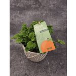 Pelargonium graveolens pomeranč – Sleviste.cz